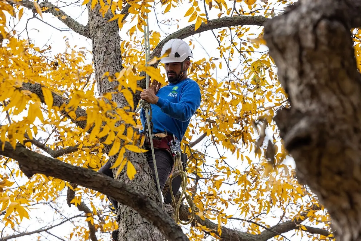 Skilled Storm Damage Cleanup crew working in Callao