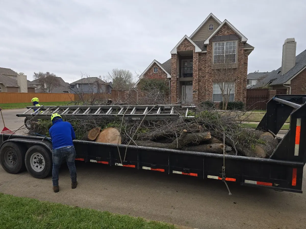Expert Tree Fertilization with proper safety equipment in Callao